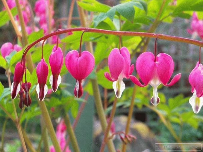 Dicentra Gorgeous