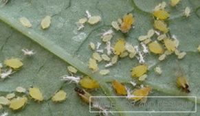 Aphid - fotografije insekata na listu krastavca